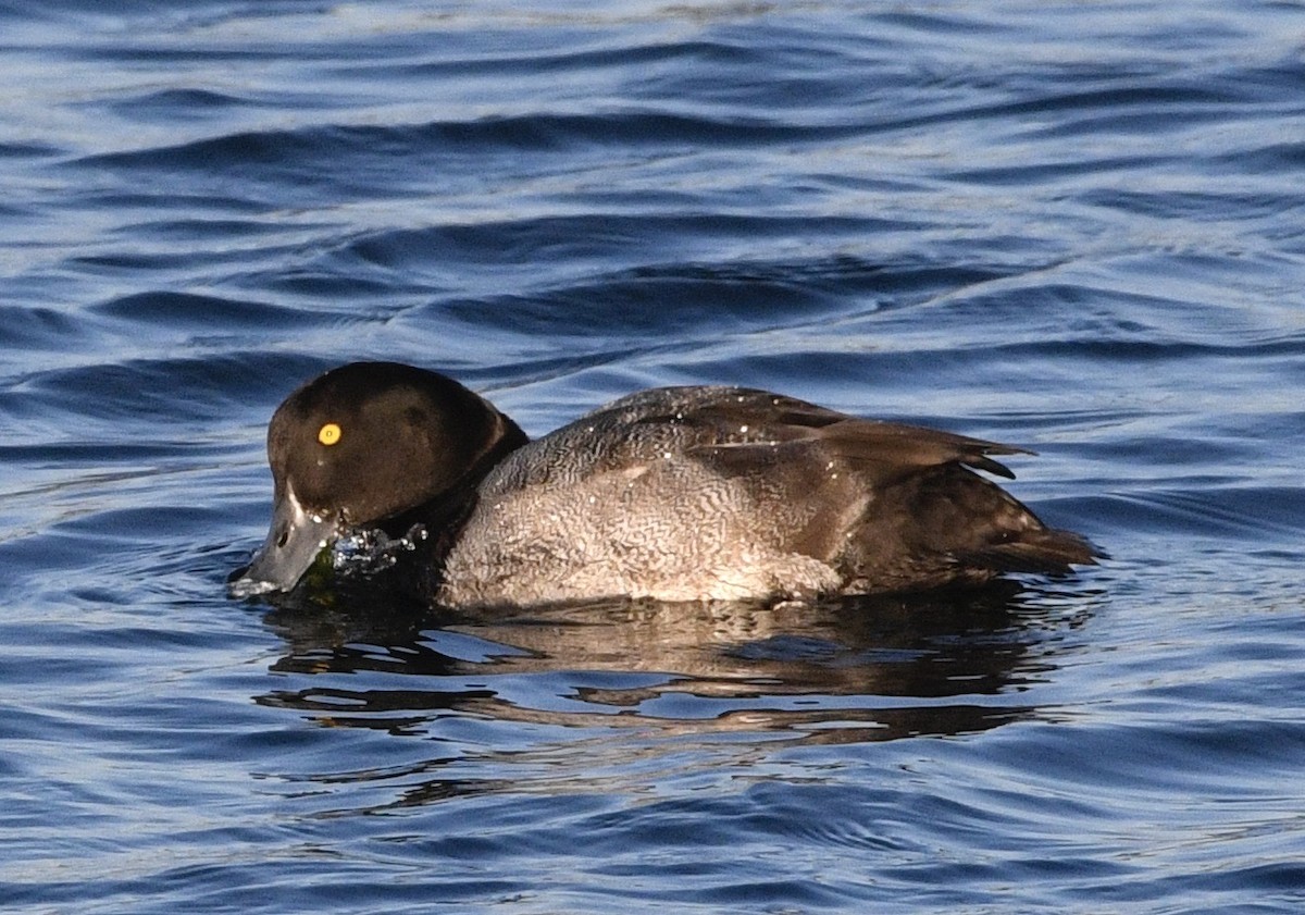 Greater Scaup - ML642018189