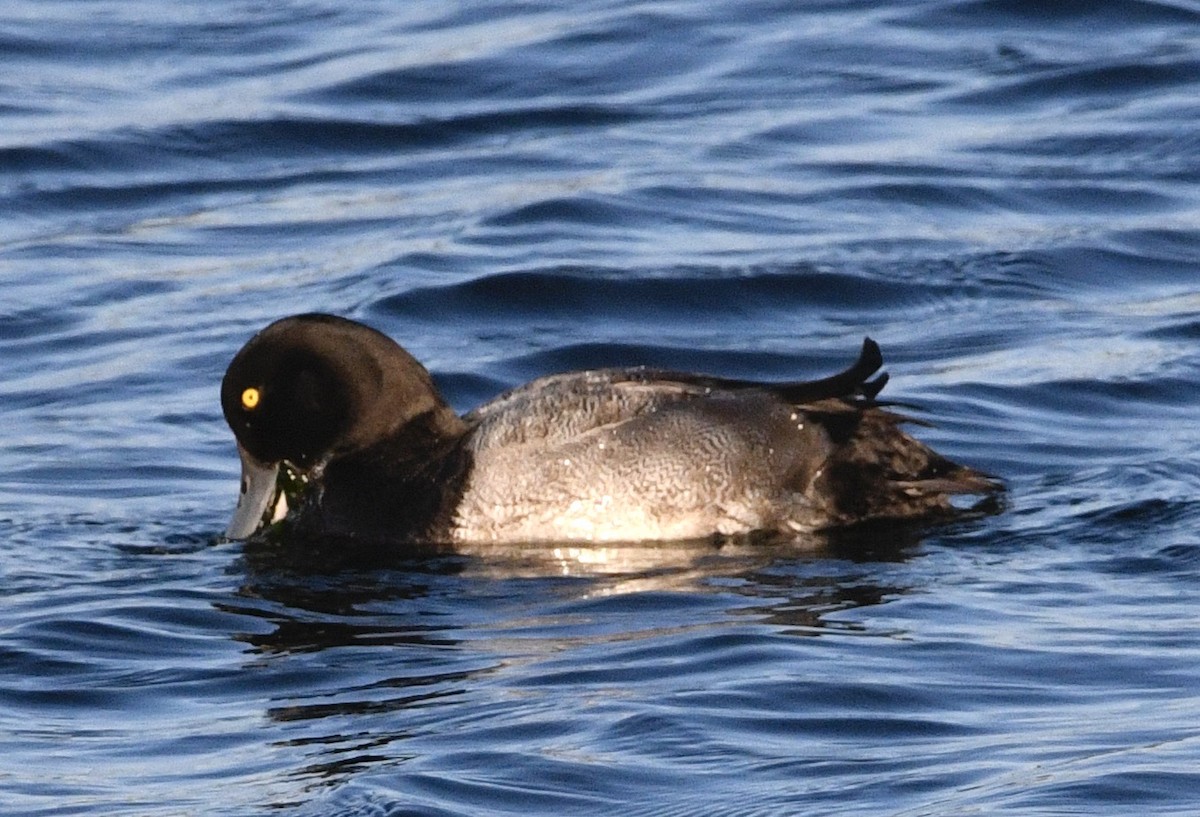 Greater Scaup - ML642018190