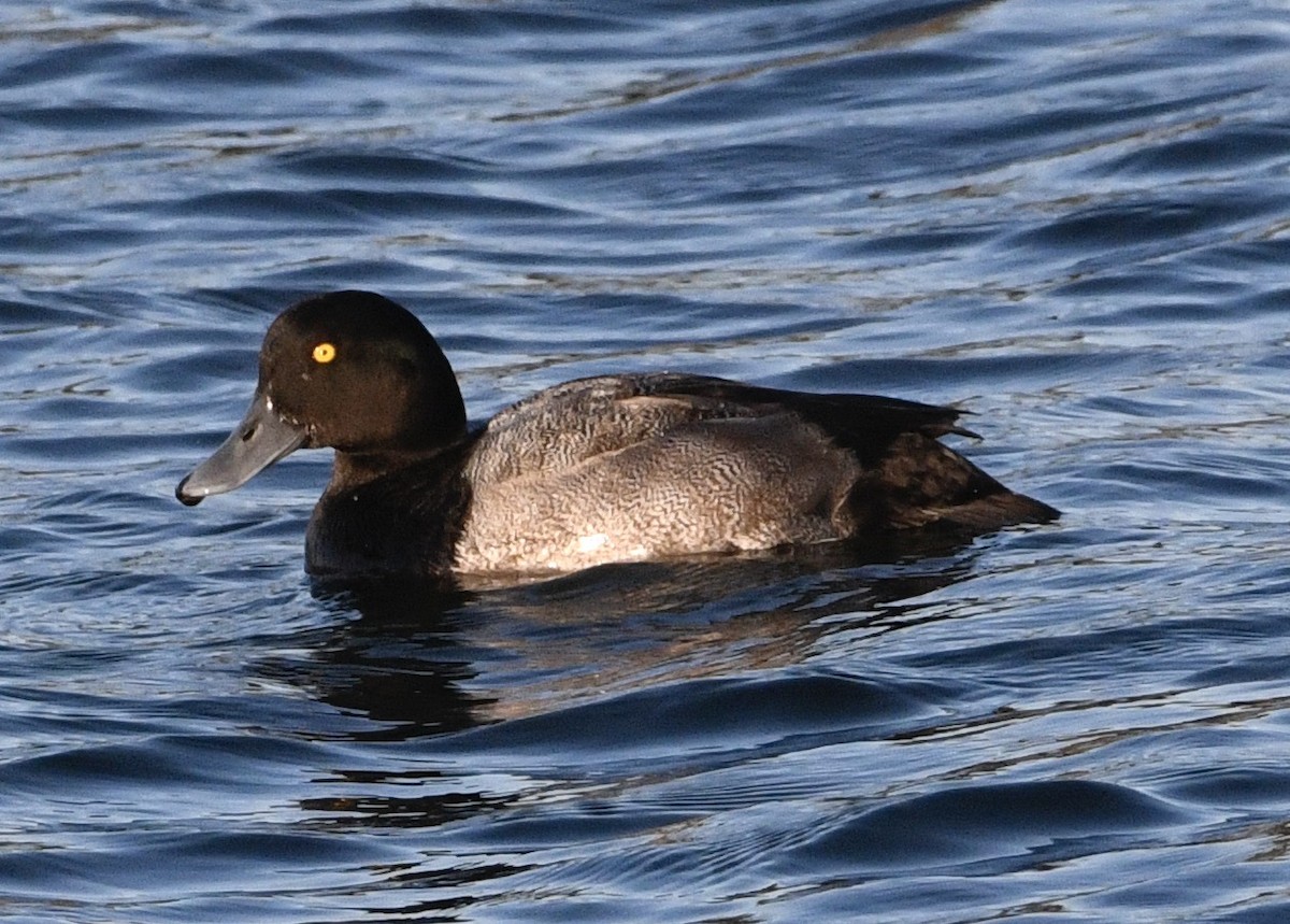 Greater Scaup - ML642018192