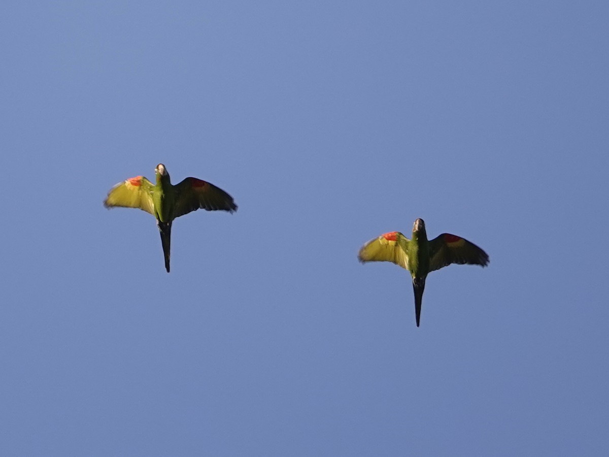 Aratinga Ojiblanca - ML642018193
