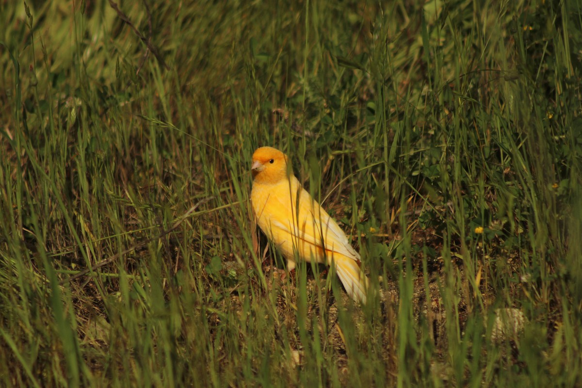 Island Canary (Domestic type) - ML642018204