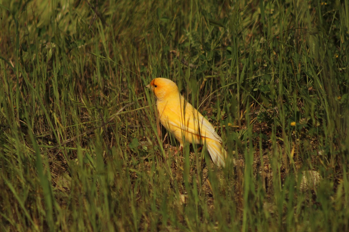 Island Canary (Domestic type) - ML642018205