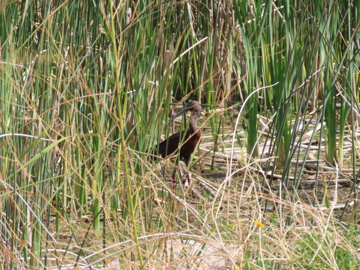White-faced Ibis - ML642018217
