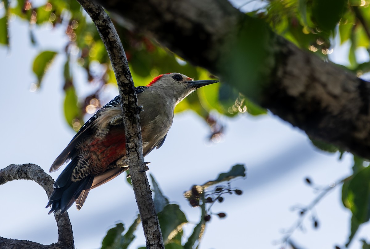 Golden-fronted Woodpecker - ML642018226