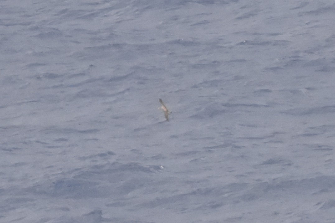 Scopoli's Shearwater - ML642018229