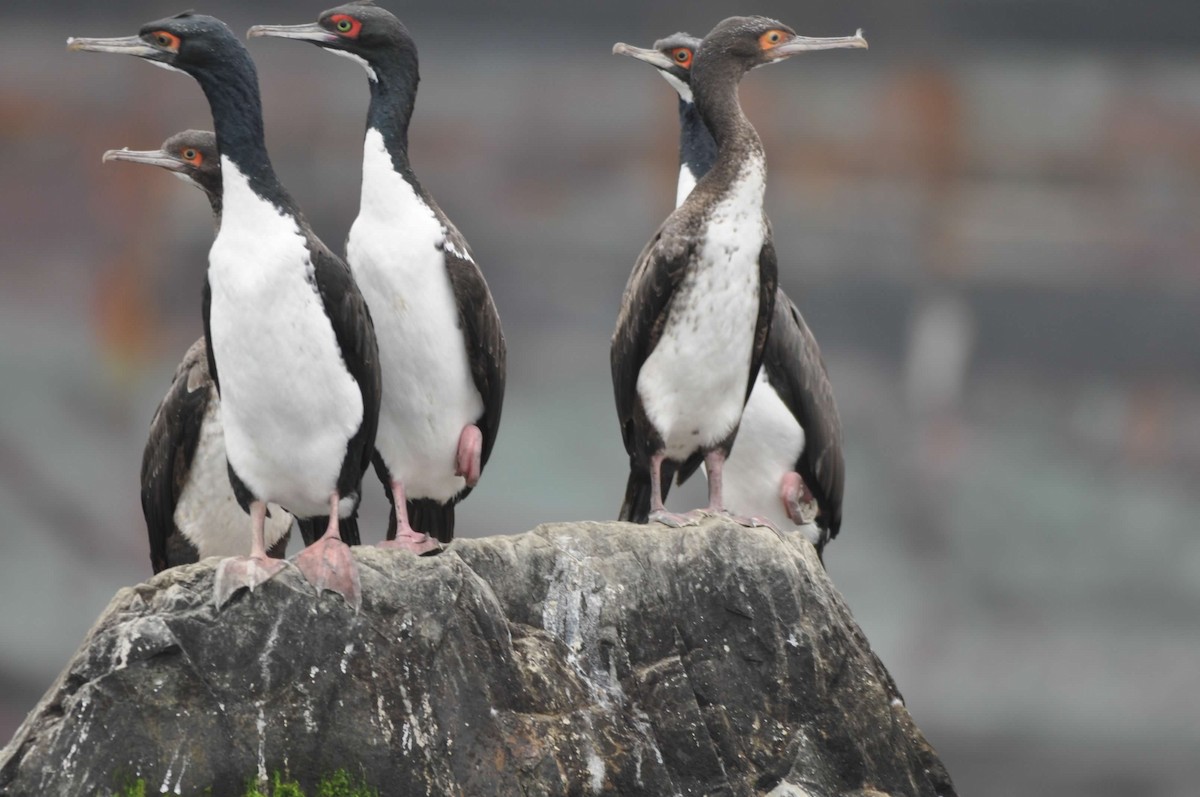 Guanay Cormorant - ML642018236