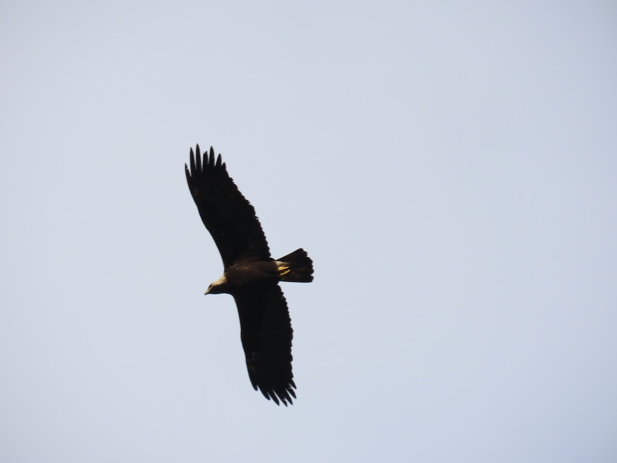 Imperial Eagle - ML642018237