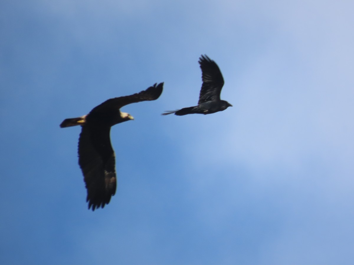 Imperial Eagle - ML642018238