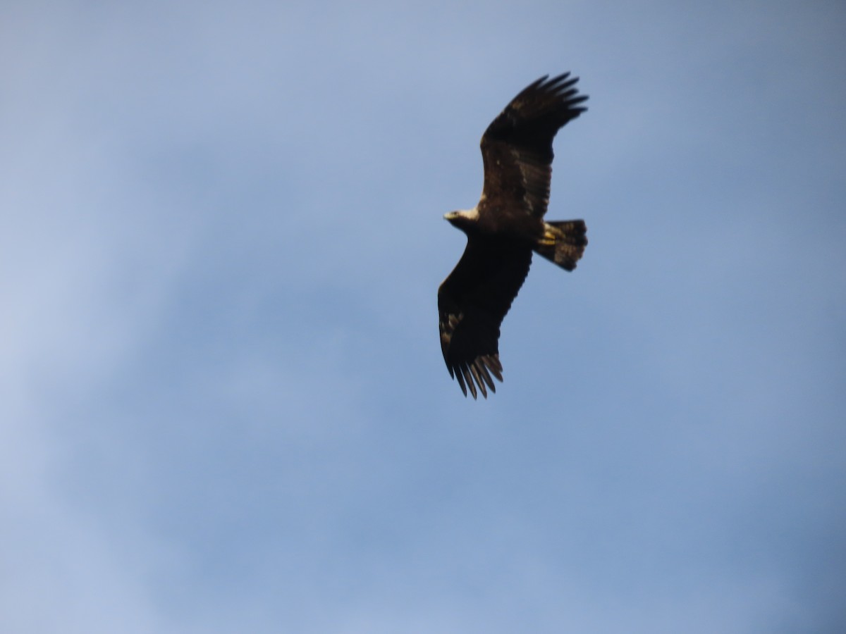 Imperial Eagle - ML642018240