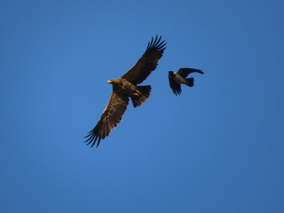 Imperial Eagle - ML642018243