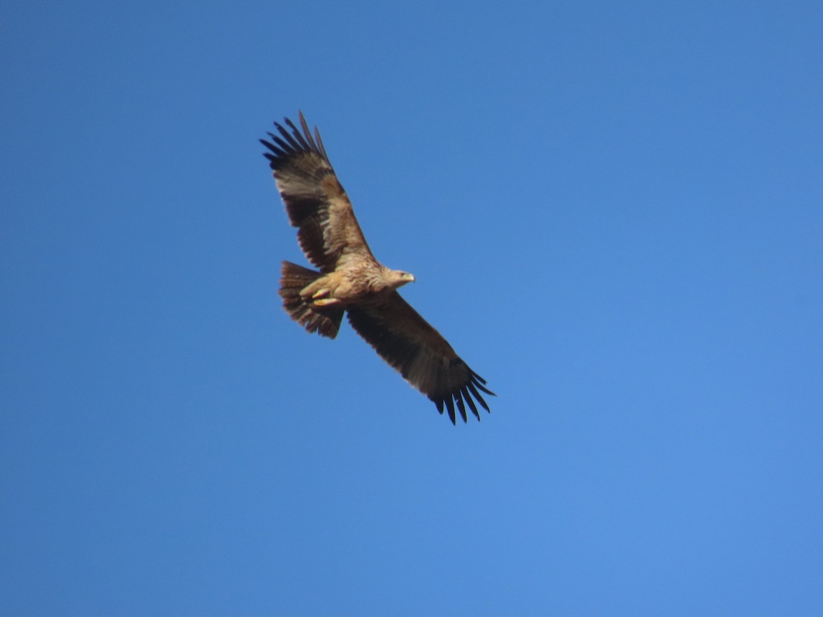 Imperial Eagle - ML642018244
