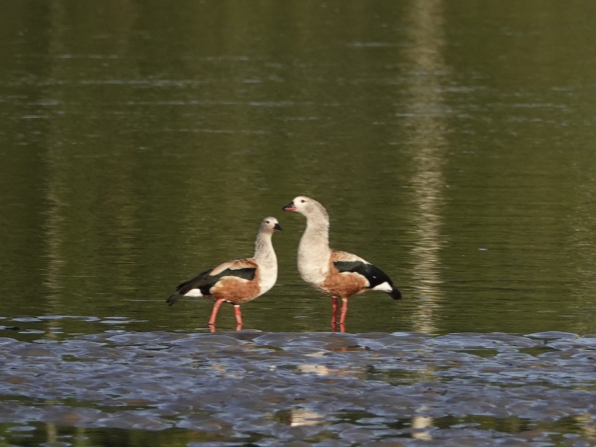 Orinoco Goose - ML642018245