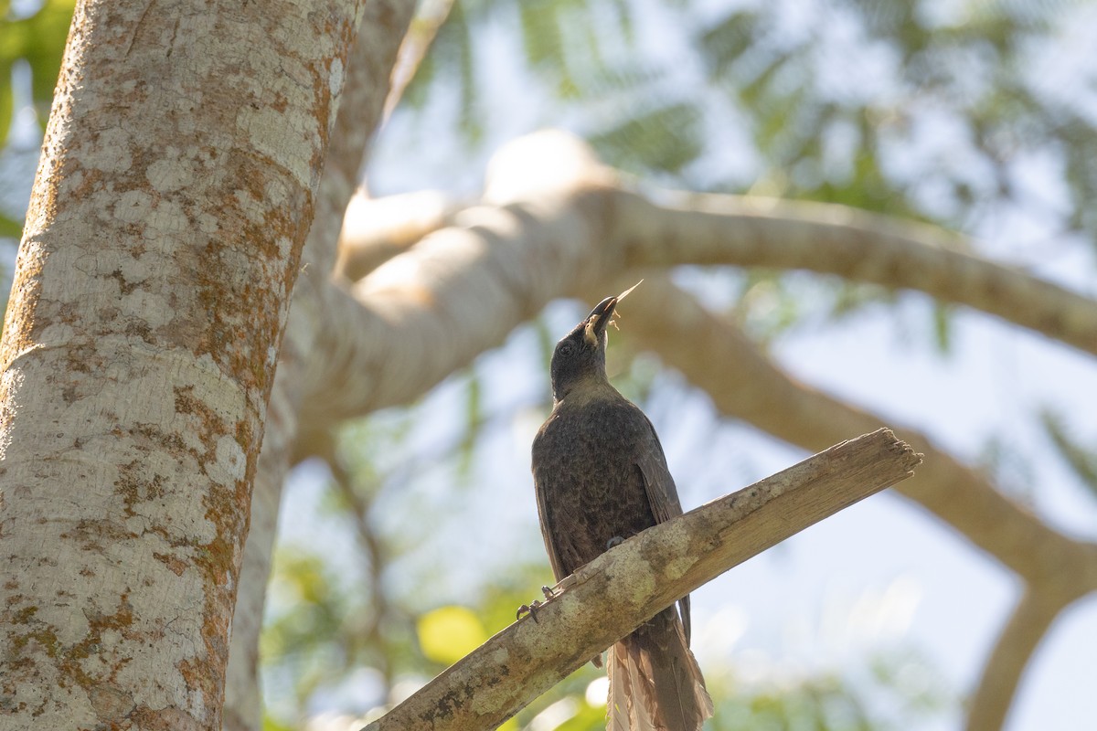 Polynesian Starling - ML642018250