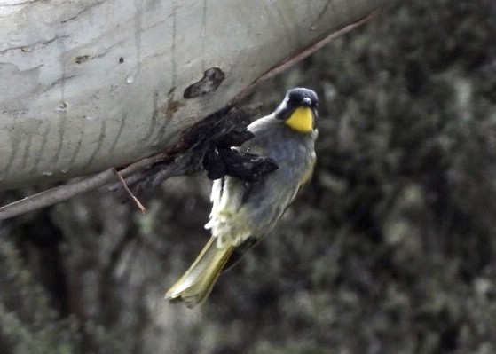 Yellow-throated Honeyeater - ML642018259