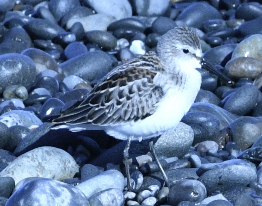 beringsnipe - ML642018265