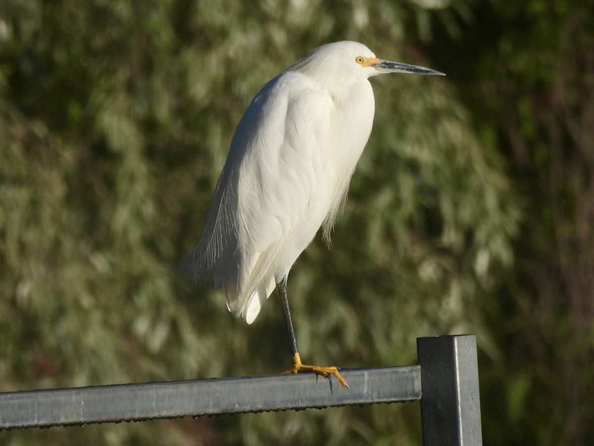 Snowy Egret - ML642018267