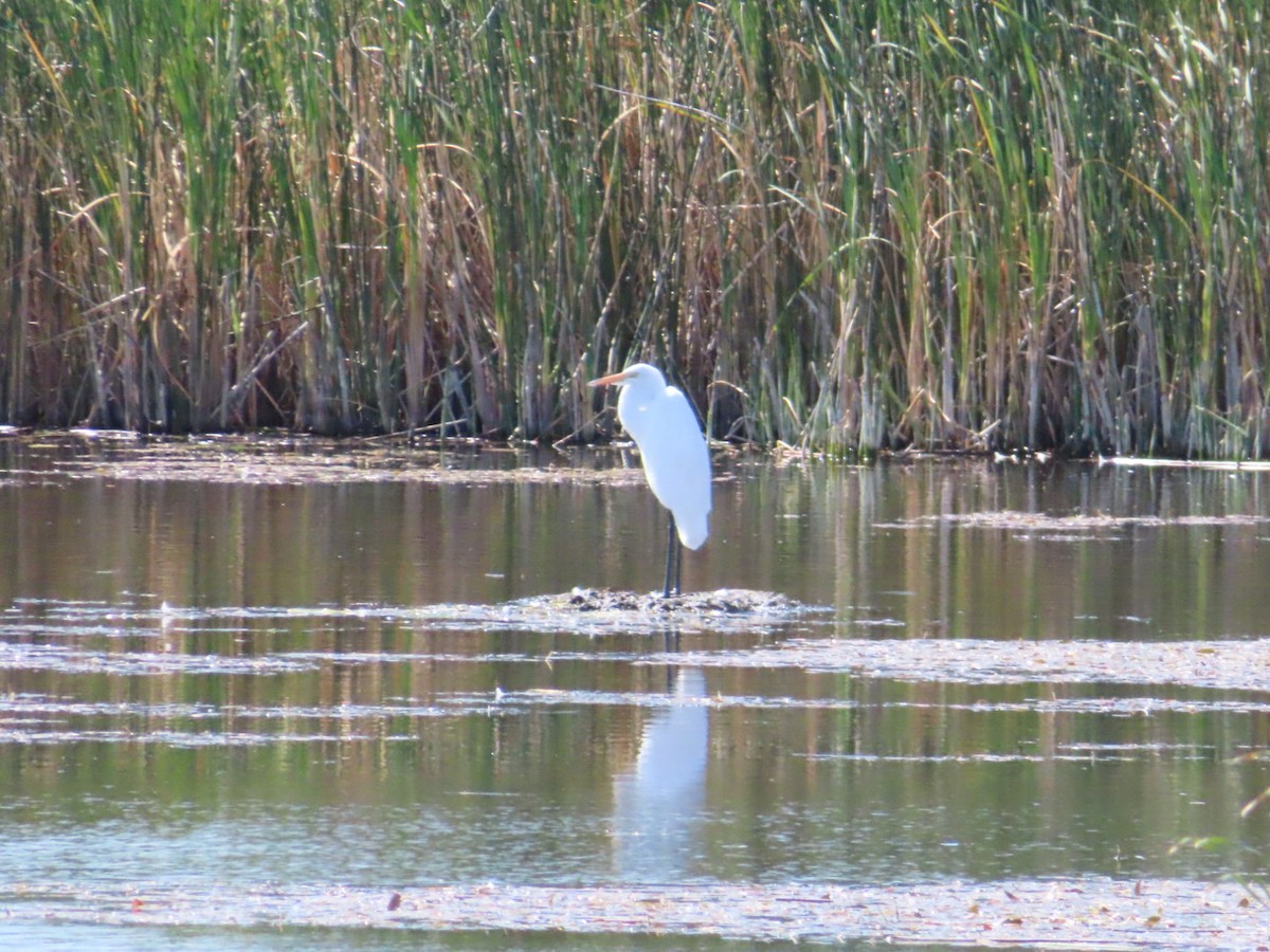 Great Egret - ML642018280