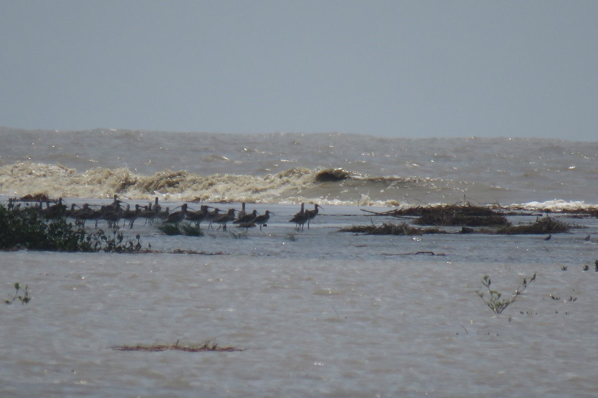 Морин тутгалжин - ML642018283