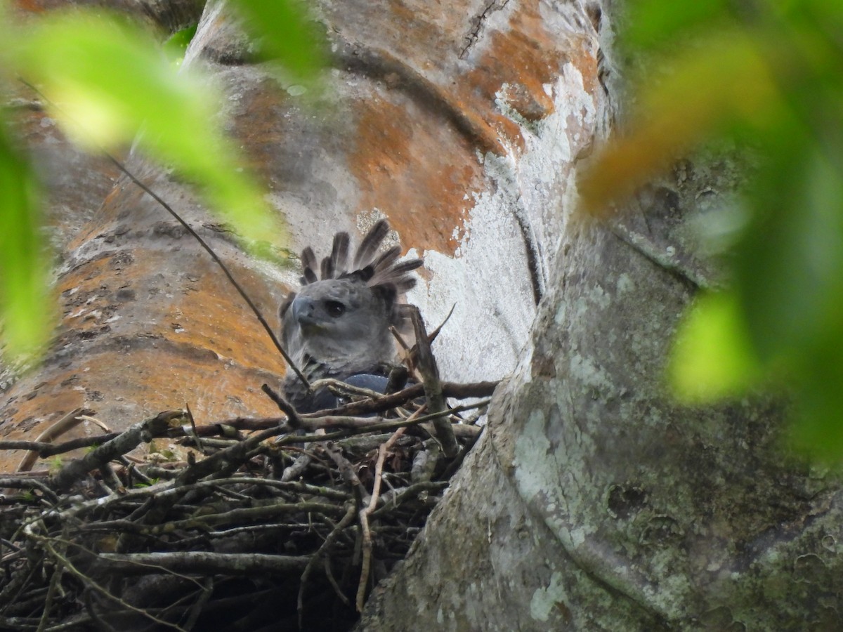Harpy Eagle - ML642018286