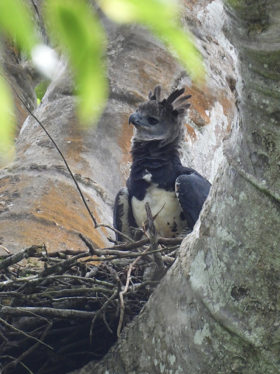 Harpy Eagle - ML642018287
