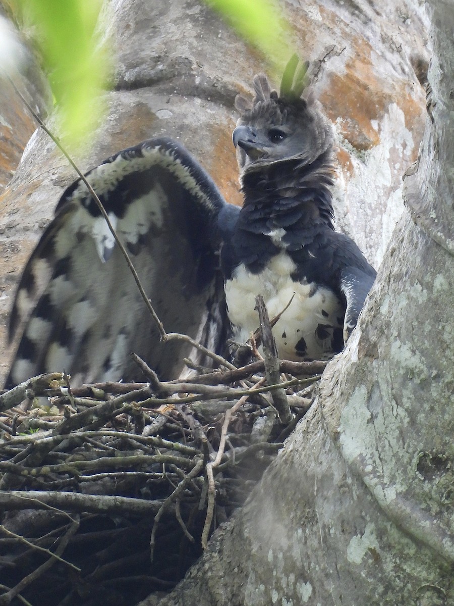 Harpy Eagle - ML642018288