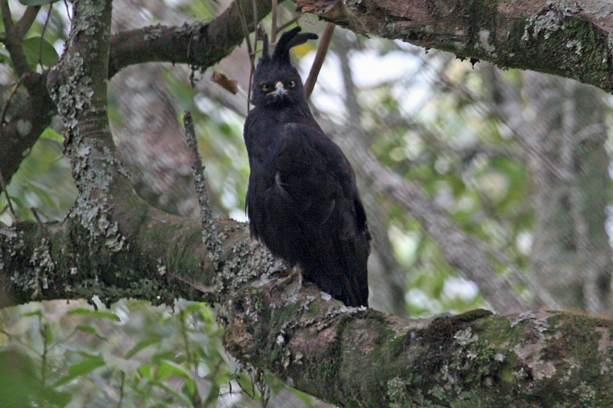 Long-crested Eagle - ML642018291