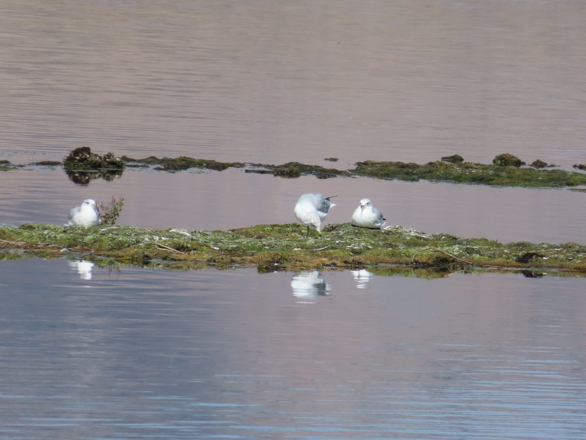 Ring-billed Gull - ML642018297