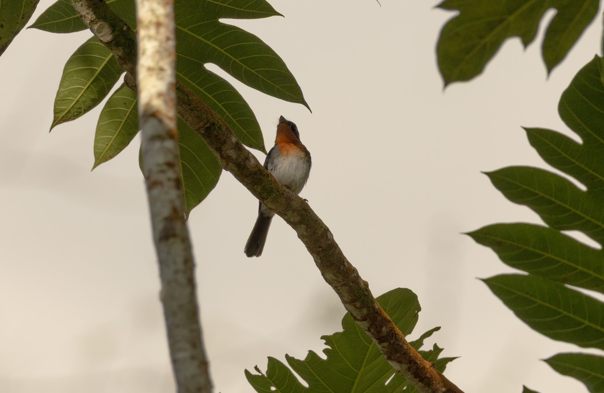 Samoan Flycatcher - ML642018306