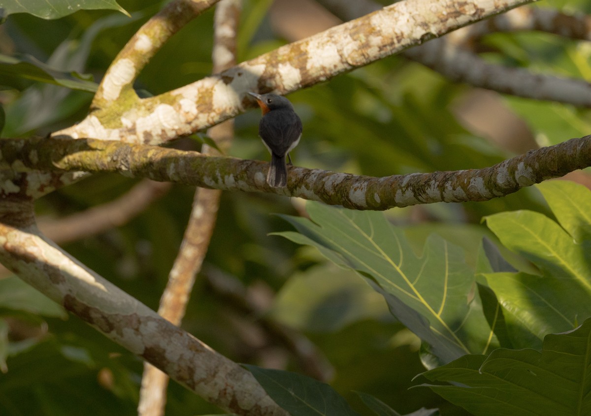 Samoan Flycatcher - ML642018307