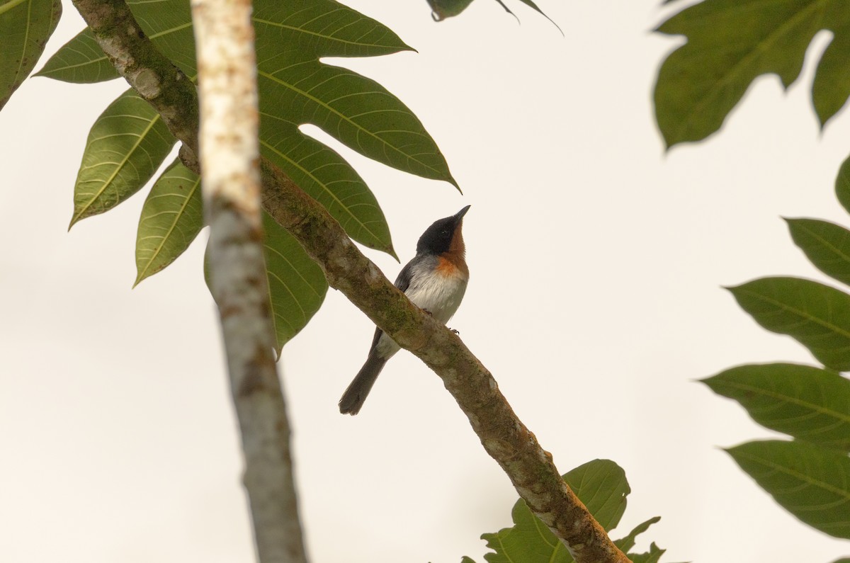 Samoan Flycatcher - ML642018308