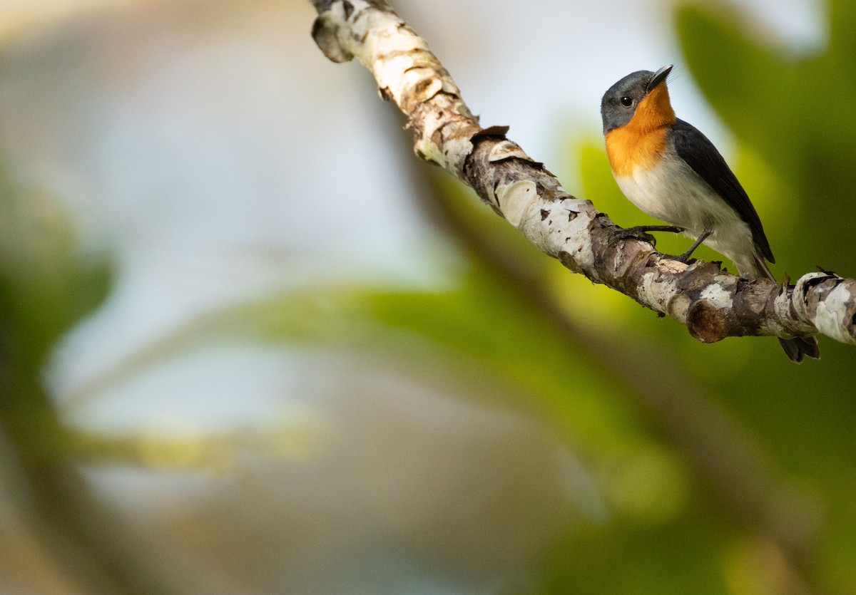 Samoan Flycatcher - ML642018309