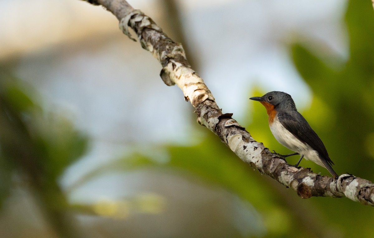 Samoan Flycatcher - ML642018310