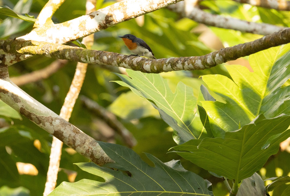 Samoan Flycatcher - ML642018311