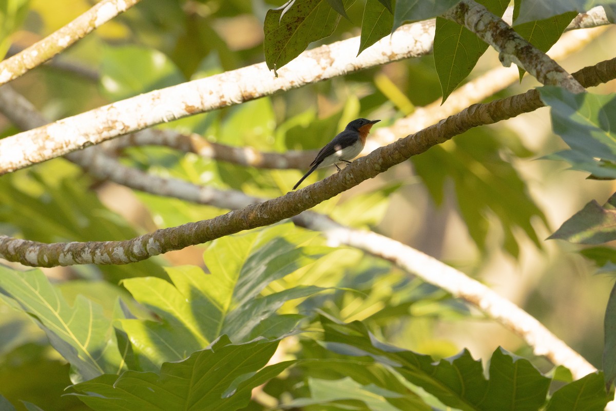 Samoan Flycatcher - ML642018312