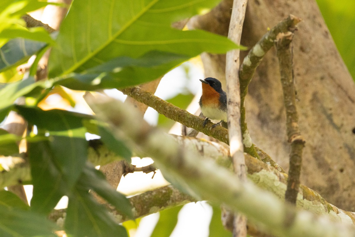 Samoan Flycatcher - ML642018313
