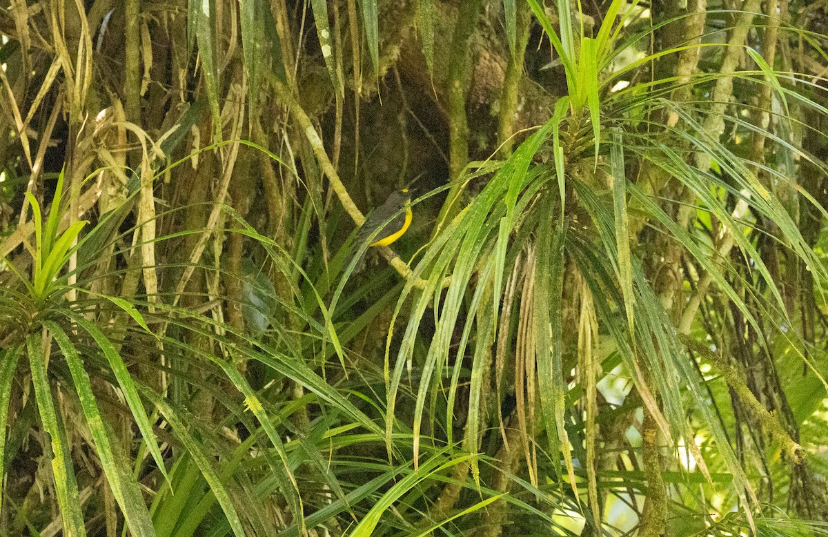 Siffleur des Samoa - ML642018332