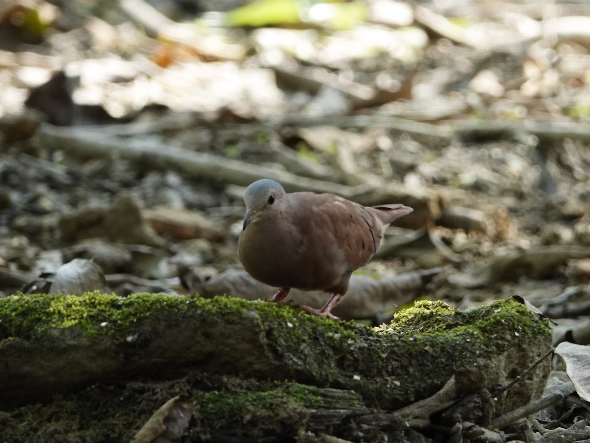 Ruddy Ground Dove - ML642018334