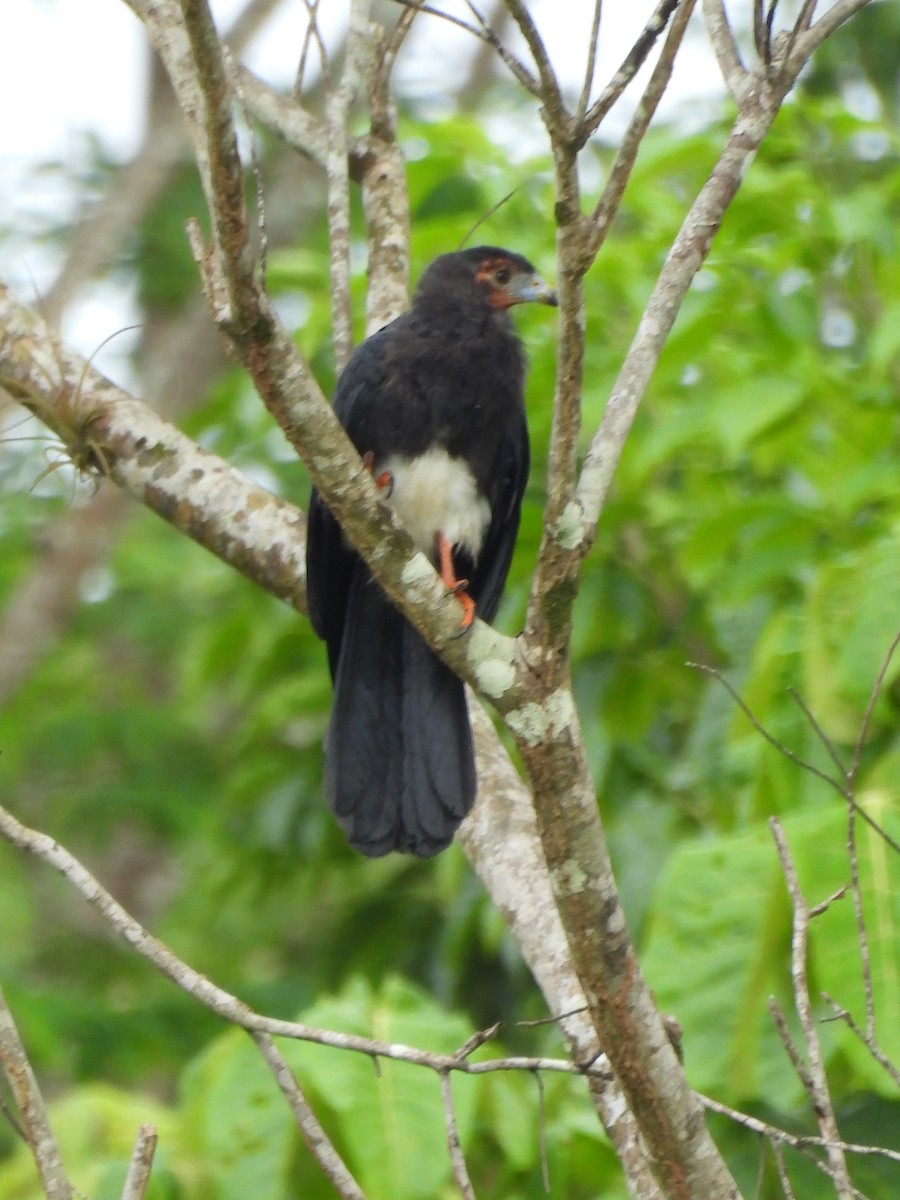 Red-throated Caracara - ML642018350