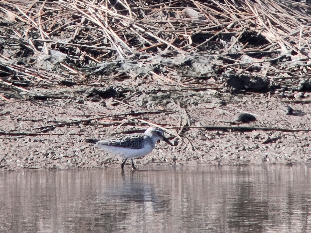 Semipalmated Sandpiper - ML642018351
