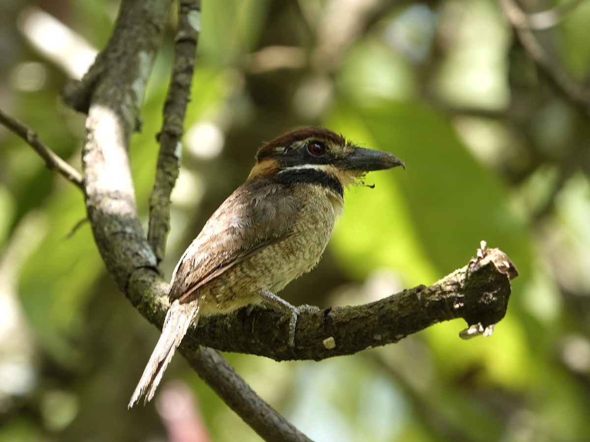 Chestnut-capped Puffbird - ML642018352