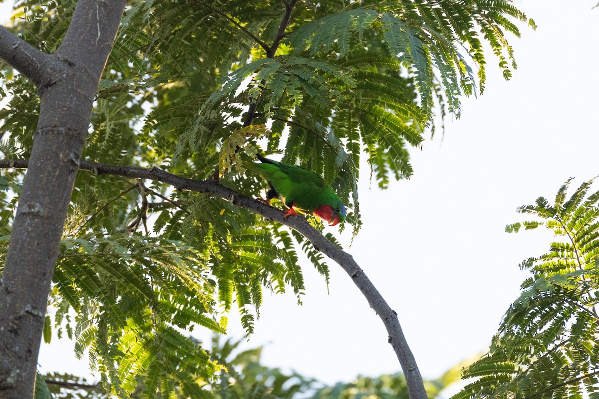 Blue-crowned Lorikeet - ML642018364
