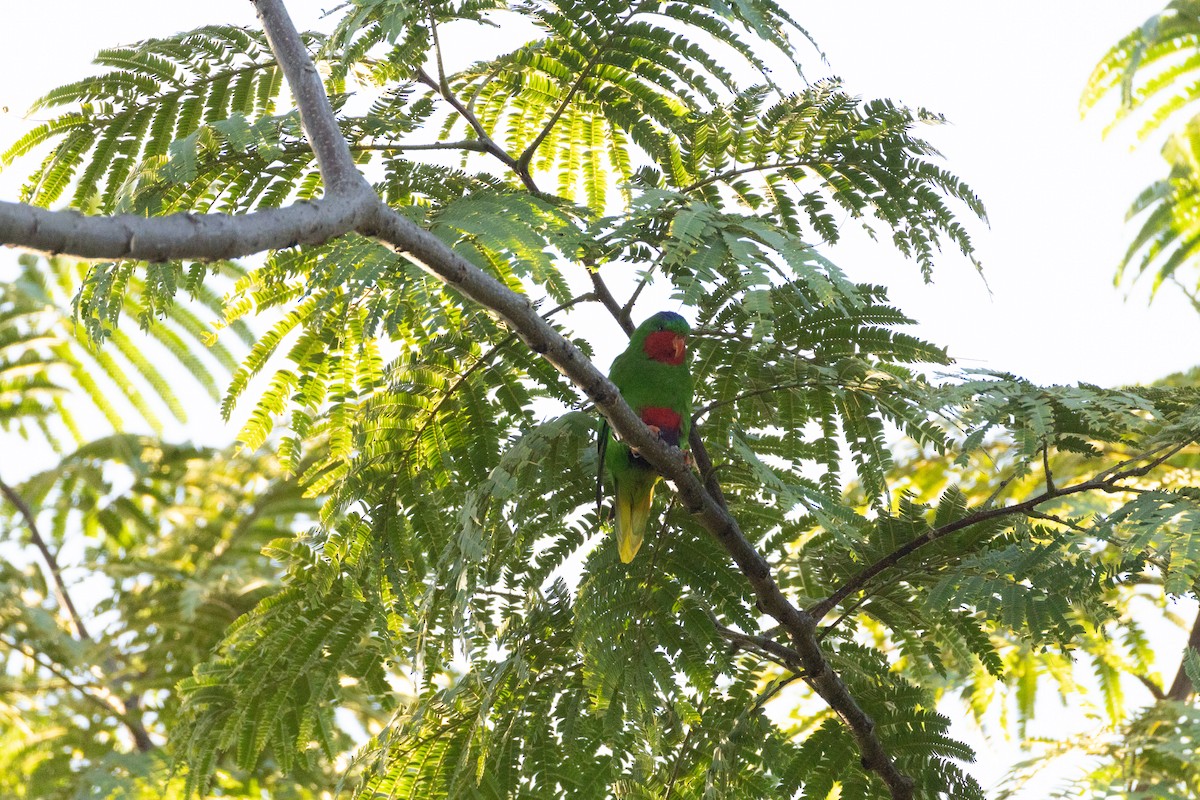 Blue-crowned Lorikeet - ML642018365