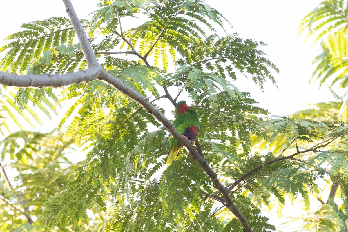 Blue-crowned Lorikeet - ML642018366
