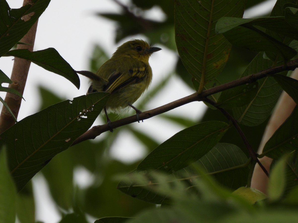 Ochre-lored Flatbill - ML642018381