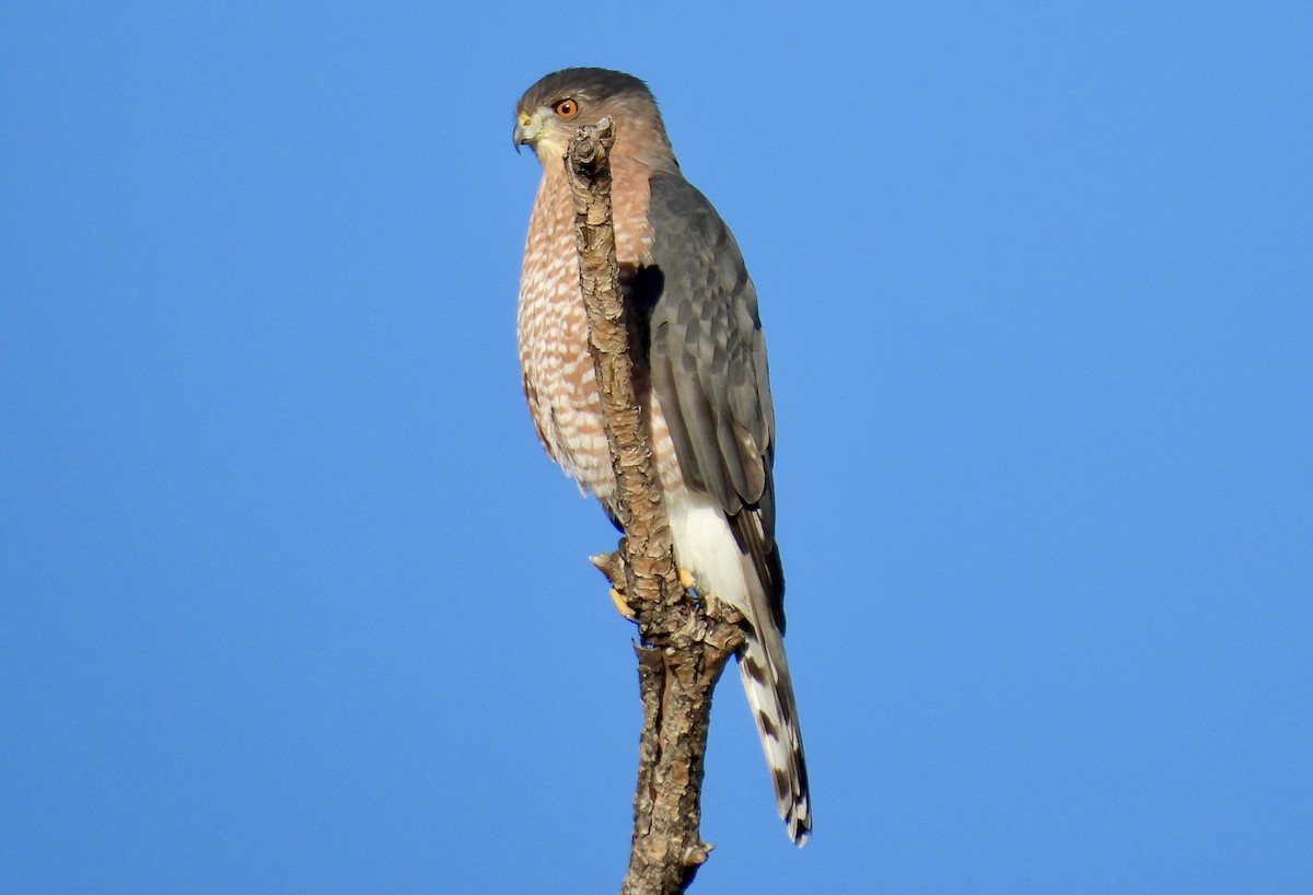 Cooper's Hawk - ML642018384