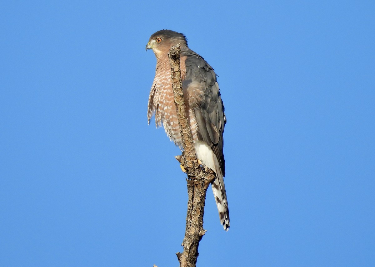 Cooper's Hawk - ML642018387