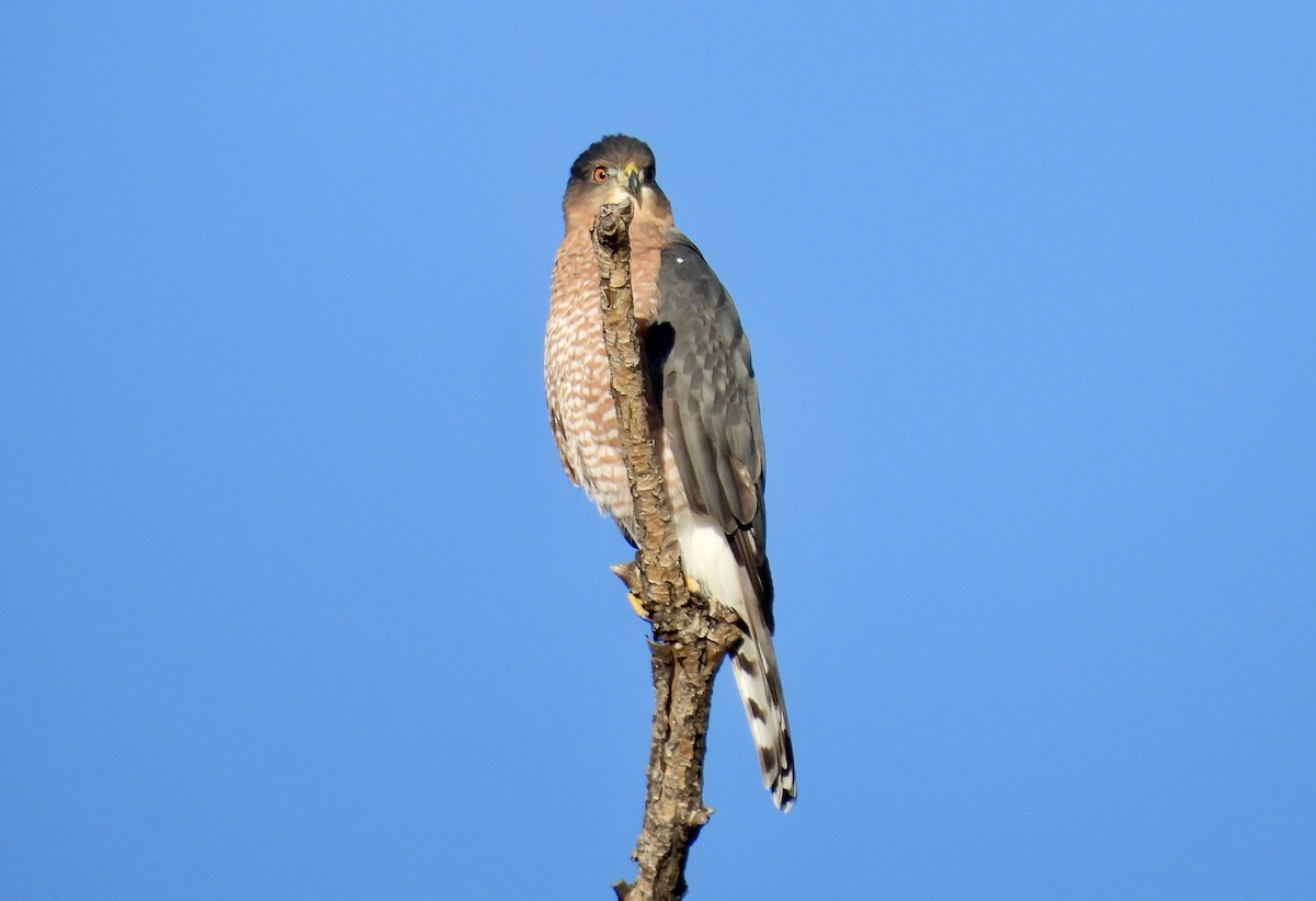 Cooper's Hawk - ML642018388