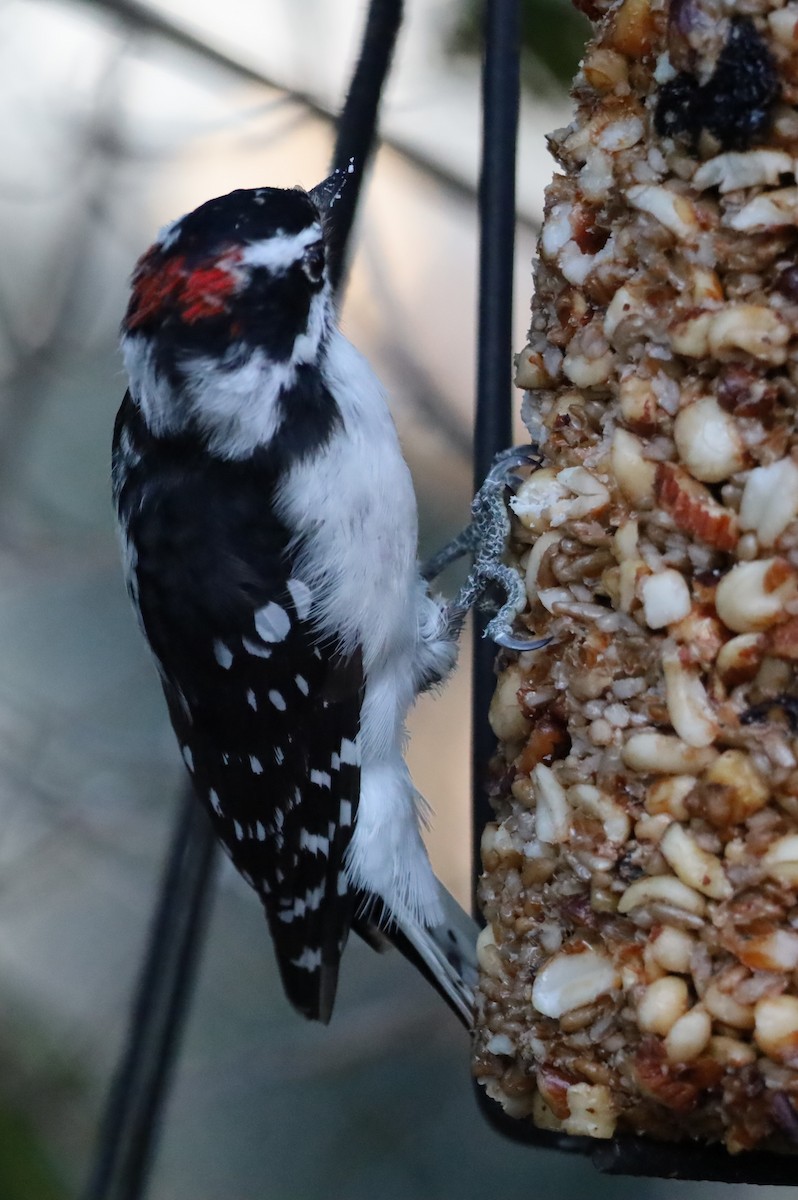 Downy Woodpecker - ML642018395