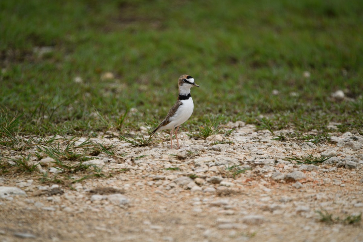 Collared Plover - ML642018404