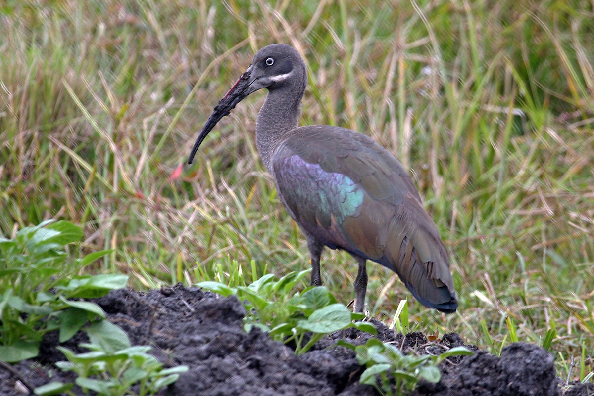 Hadada Ibis - ML642018406